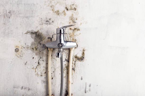 Best Professional Mold Removal  in Ville Ptte, LA