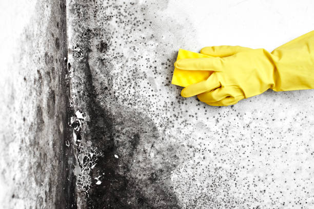 Best Affordable Mold Removal  in Ville Ptte, LA