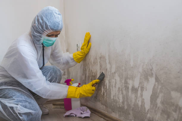 Best Fast Mold Removal  in Ville Ptte, LA