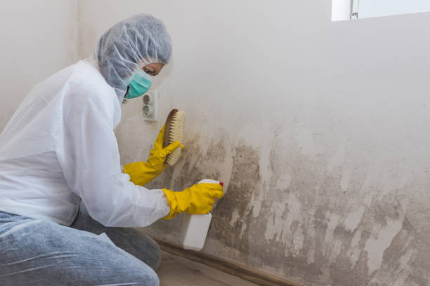 Best Certified Mold Removal  in Ville Ptte, LA