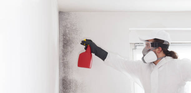 Reliable Ville Platte, LA Mold Removal Solutions