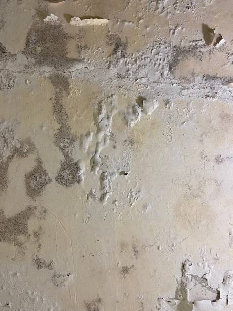 Mold Removal Process in Ville Platte, LA