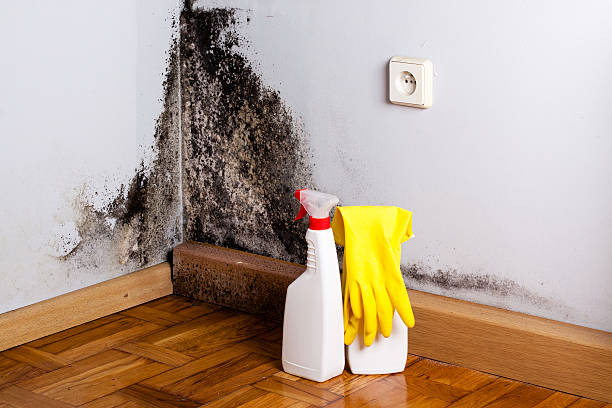 Best Attic Mold Removal  in Ville Ptte, LA
