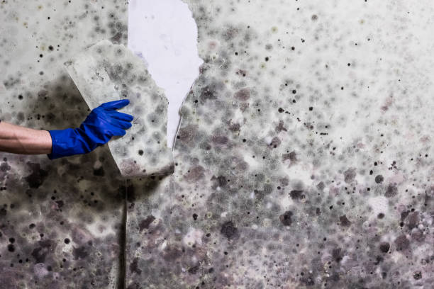 Best Professional Mold Removal  in Ville Ptte, LA